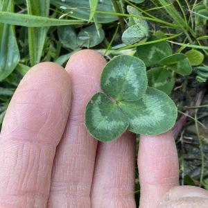 Photographie n°2355702 du taxon Trifolium pratense L. [1753]