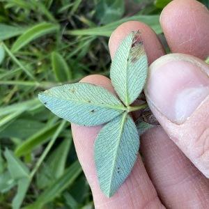 Photographie n°2355703 du taxon Trifolium pratense L. [1753]