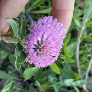 Photographie n°2355706 du taxon Trifolium pratense L. [1753]