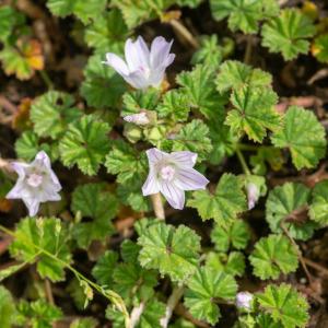 Photographie n°2355716 du taxon Malva neglecta Wallr.