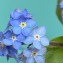  Nicolisateur - Myosotis laxa Lehm. [1818]