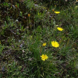 Photographie n°2355801 du taxon Tolpis staticifolia (All.) Sch.Bip. [1861]