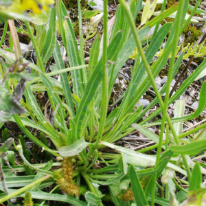 Photographie n°2355802 du taxon Tolpis staticifolia (All.) Sch.Bip. [1861]