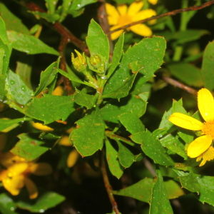  - Chrysanthemoides monilifera (L.) Norl.