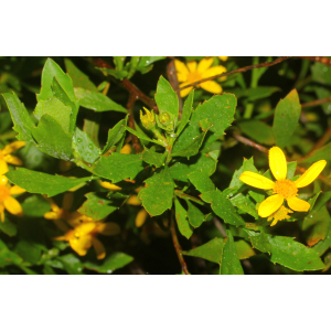 Chrysanthemoides monilifera (L.) Norl. (Faux Chrysanthème)