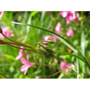 Oxalis incarnata L. (Oxalide incarnate)