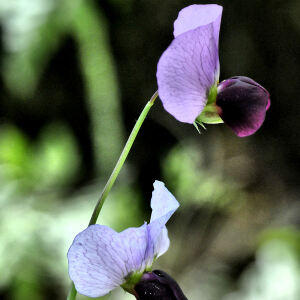 Photographie n°2355931 du taxon Lathyrus oleraceus subsp. biflorus (Raf.) H.Schaef., Coulot & Rabaute