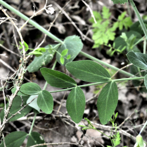 Photographie n°2355932 du taxon Lathyrus oleraceus subsp. biflorus (Raf.) H.Schaef., Coulot & Rabaute