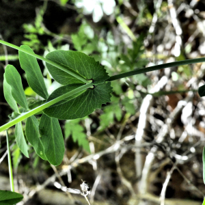 Photographie n°2355933 du taxon Lathyrus oleraceus subsp. biflorus (Raf.) H.Schaef., Coulot & Rabaute