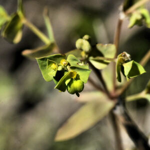 Photographie n°2355938 du taxon Euphorbia falcata L. [1753]