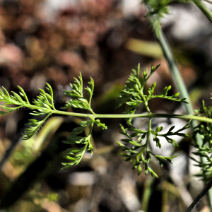 Photographie n°2355948 du taxon Orlaya grandiflora (L.) Hoffm.