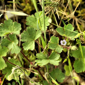 Photographie n°2355961 du taxon Geranium rotundifolium L.