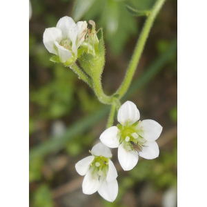 Saxifraga pentadactylis Lapeyr. subsp. pentadactylis (Saxifrage à cinq doigts)