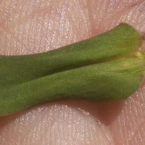 Photographie n°2355984 du taxon Gentianella campestris f. hypericifolia (Murb.) B.Bock [2012]