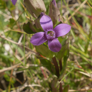 Photographie n°2355986 du taxon Gentianella campestris f. hypericifolia (Murb.) B.Bock [2012]