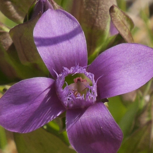  - Gentianella campestris f. hypericifolia (Murb.) B.Bock [2012]