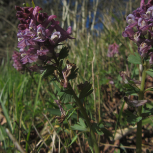 Photographie n°2355999 du taxon Corydalis solida (L.) Clairv. [1811]