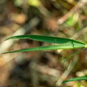 Photographie n°2356116 du taxon Lathyrus cicera L.