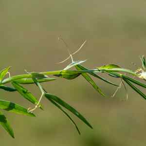 Photographie n°2356118 du taxon Lathyrus cicera L.