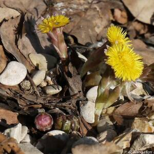 Photographie n°2356121 du taxon Tussilago farfara L. [1753]