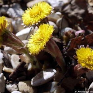 Photographie n°2356123 du taxon Tussilago farfara L. [1753]