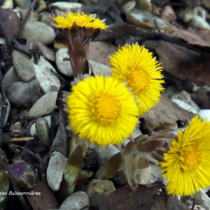 Photographie n°2356124 du taxon Tussilago farfara L. [1753]