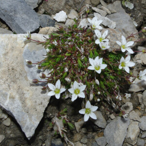 Photographie n°2356133 du taxon Minuartia verna subsp. verna