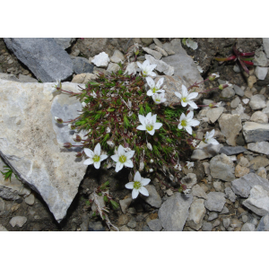 Minuartia verna (L.) Hiern subsp. verna (Minuartie de printemps)