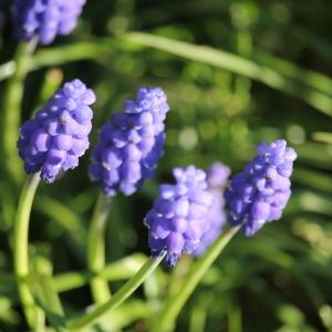 Photographie n°2356140 du taxon Muscari neglectum Guss. ex Ten. [1842]