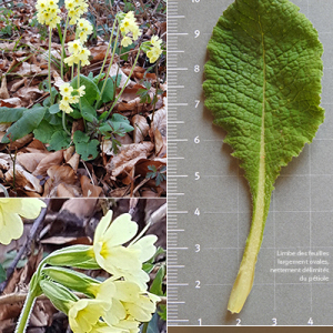 Photographie n°2356172 du taxon Primula elatior subsp. elatior