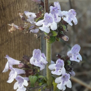 Photographie n°2356308 du taxon Clinopodium nepeta (L.) Kuntze [1891]