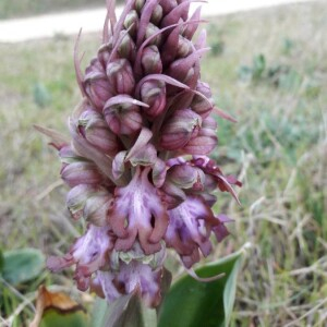 Photographie n°2356319 du taxon Himantoglossum robertianum (Loisel.) P.Delforge [1999]