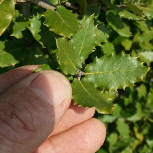 Photographie n°2356389 du taxon Quercus coccifera L. [1753]