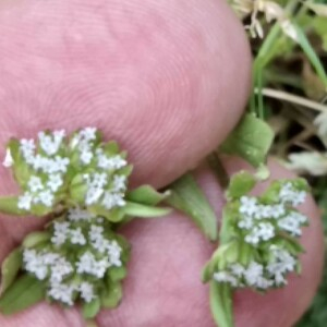 Photographie n°2356398 du taxon Valerianella locusta (L.) Laterr. [1821]