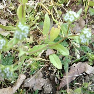 Photographie n°2356399 du taxon Valerianella locusta (L.) Laterr. [1821]