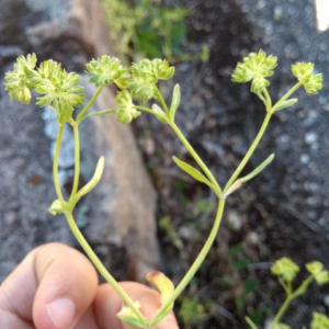 Photographie n°2356472 du taxon Valerianella Mill.