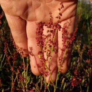 Photographie n°2356515 du taxon Rumex acetosella L. [1753]