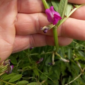 Photographie n°2356523 du taxon Vicia sativa L. [1753]