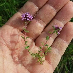 Photographie n°2356540 du taxon Thymus serpyllum L. [1753]