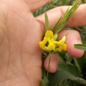 Photographie n°2356542 du taxon Lathyrus pratensis L. [1753]