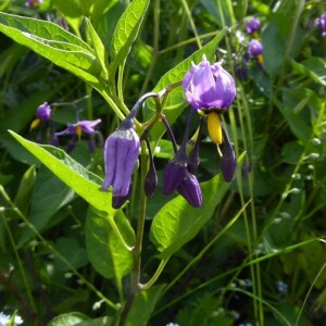  - Solanum dulcamara L. [1753]