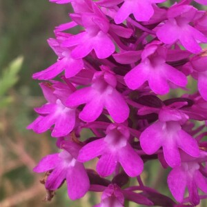 Photographie n°2356570 du taxon Anacamptis pyramidalis (L.) Rich. [1817]