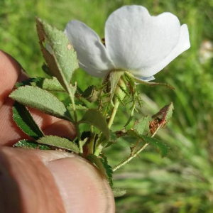 Photographie n°2356575 du taxon Rosa agrestis Savi [1798]