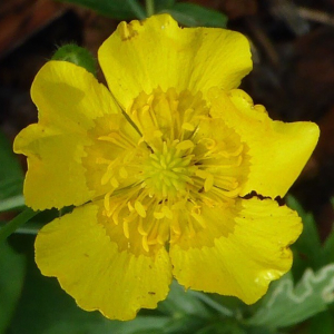 Photographie n°2356609 du taxon Ranunculus gramineus L. [1753]