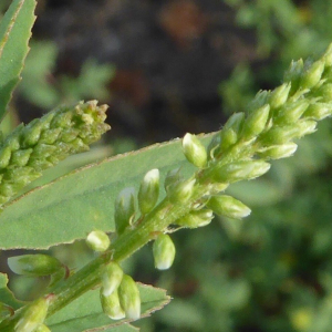 Photographie n°2356611 du taxon Melilotus albus Medik. [1787]