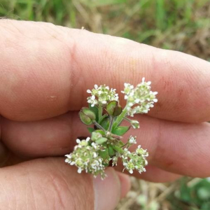 Photographie n°2356647 du taxon Lepidium campestre (L.) R.Br. [1812]