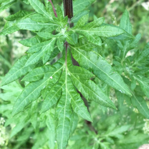 Photographie n°2356740 du taxon Artemisia vulgaris L. [1753]