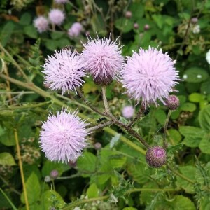 Photographie n°2356742 du taxon Cirsium arvense (L.) Scop. [1772]