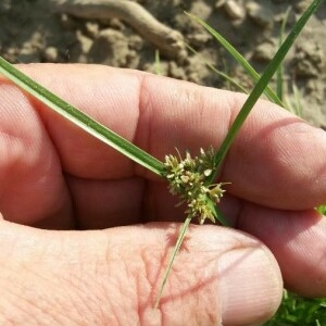 Photographie n°2356745 du taxon Cyperus fuscus L. [1753]