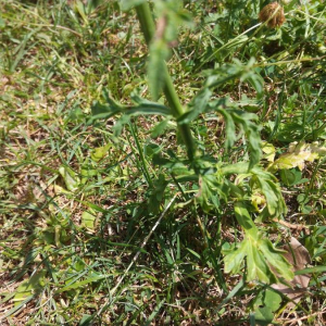 Photographie n°2356761 du taxon Verbena officinalis L. [1753]